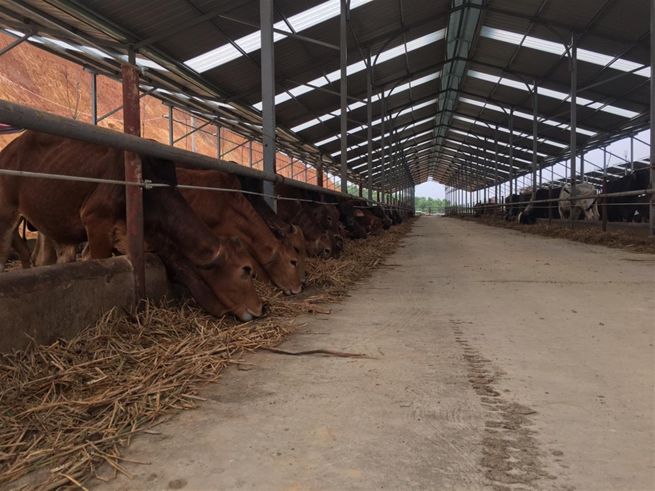 Trung tâm Khảo Kiểm Nghiệm Phân Bón Quốc Gia phối hợp triển khai dự án khu liên hiệp sản xuất nông…