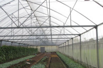 Sản xuất rau sạch với công nghệ nhà màng cho năng suất tăng 30%