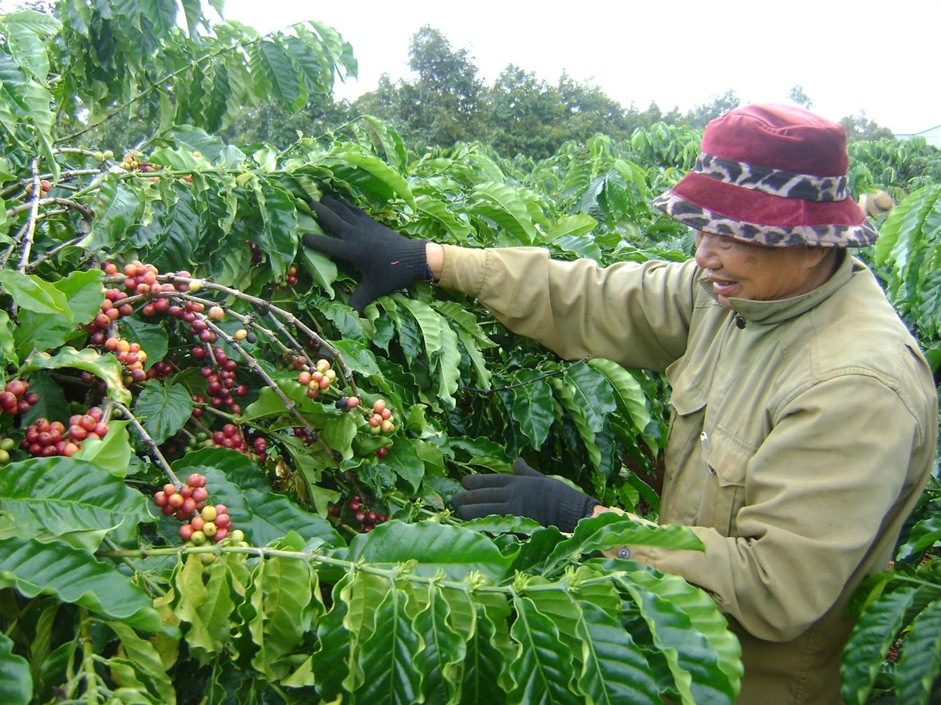 Kỹ thuật bón phân hiệu quả cho cây cà phê - TRUNG TÂM KHẢO KIỂM ...