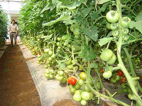 Kỹ thuật trồng và bón phân cho cây cà chua