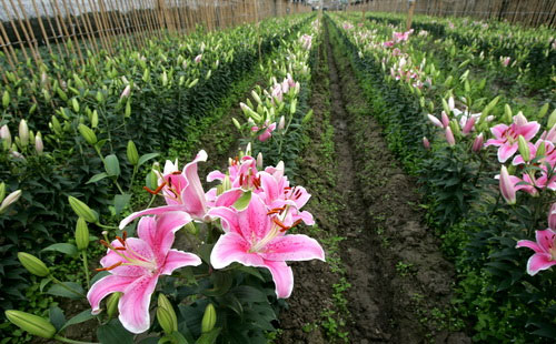Kỹ thuật trồng hoa ly trong vườn nhà