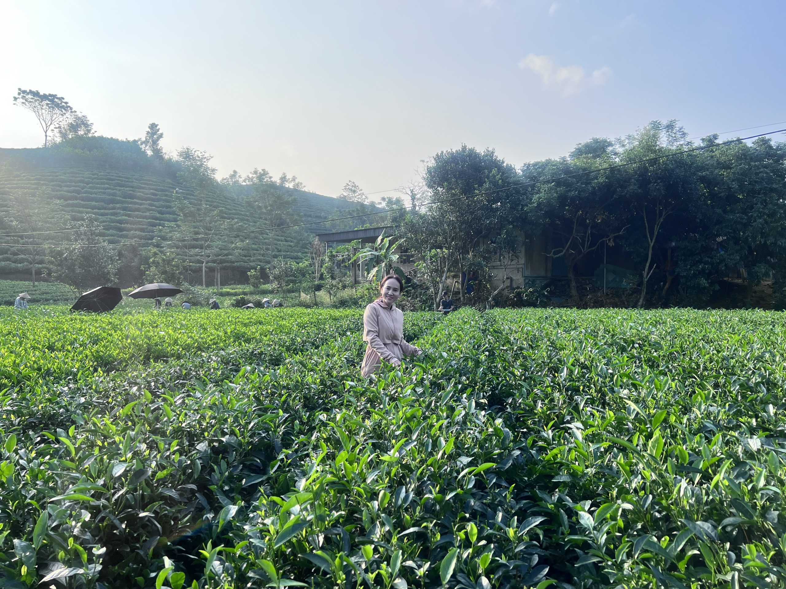 Bà  Nguyễn Thị Kim Dung Giám đốc Trung tâm Khảo kiểm nghiệm Phân bón Quốc gia trực tiếp tổ chức thực hiện Mô hình Khảo nghiệm Phân bón hữu cơ của  Mỹ theo chuỗi giá trị tuần hoàn hữu cơ tại các huyện, thành phố tại tỉnh Thái Nguyên.
