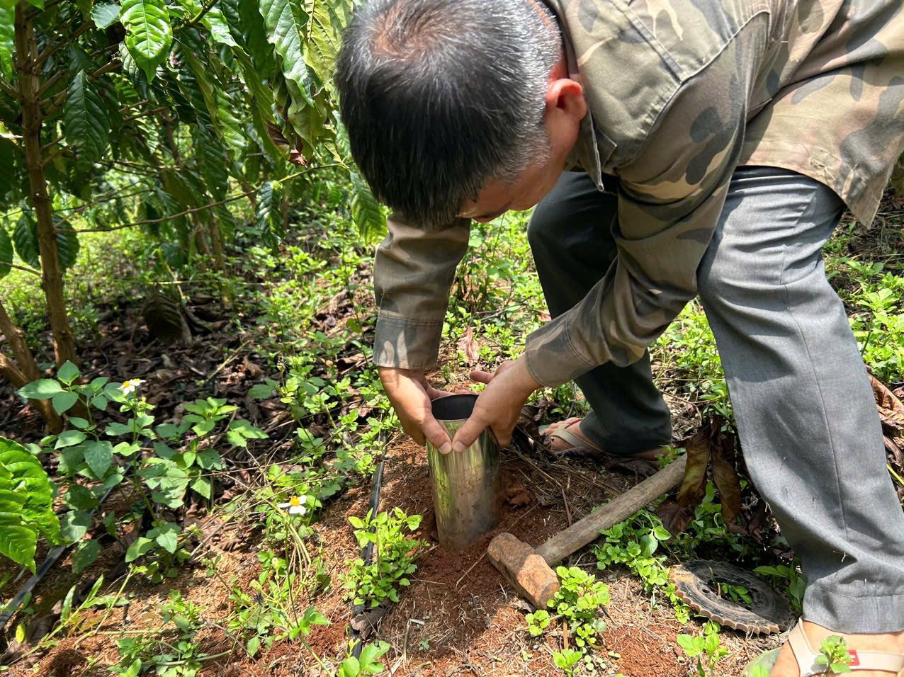 Cán bộ nhân viên Trạm Khảo kiểm nghiệm phân bón Tây Nguyên thực hiện mô hình Khảo nghiệm Phân bón trên Cây Cà Phê, cây Sầu riêng tại Trạm KKNPB Tây Nguyên Km 9, xã Eatu, TP Buôn Mê Thuột, tỉnh Đăk lăk