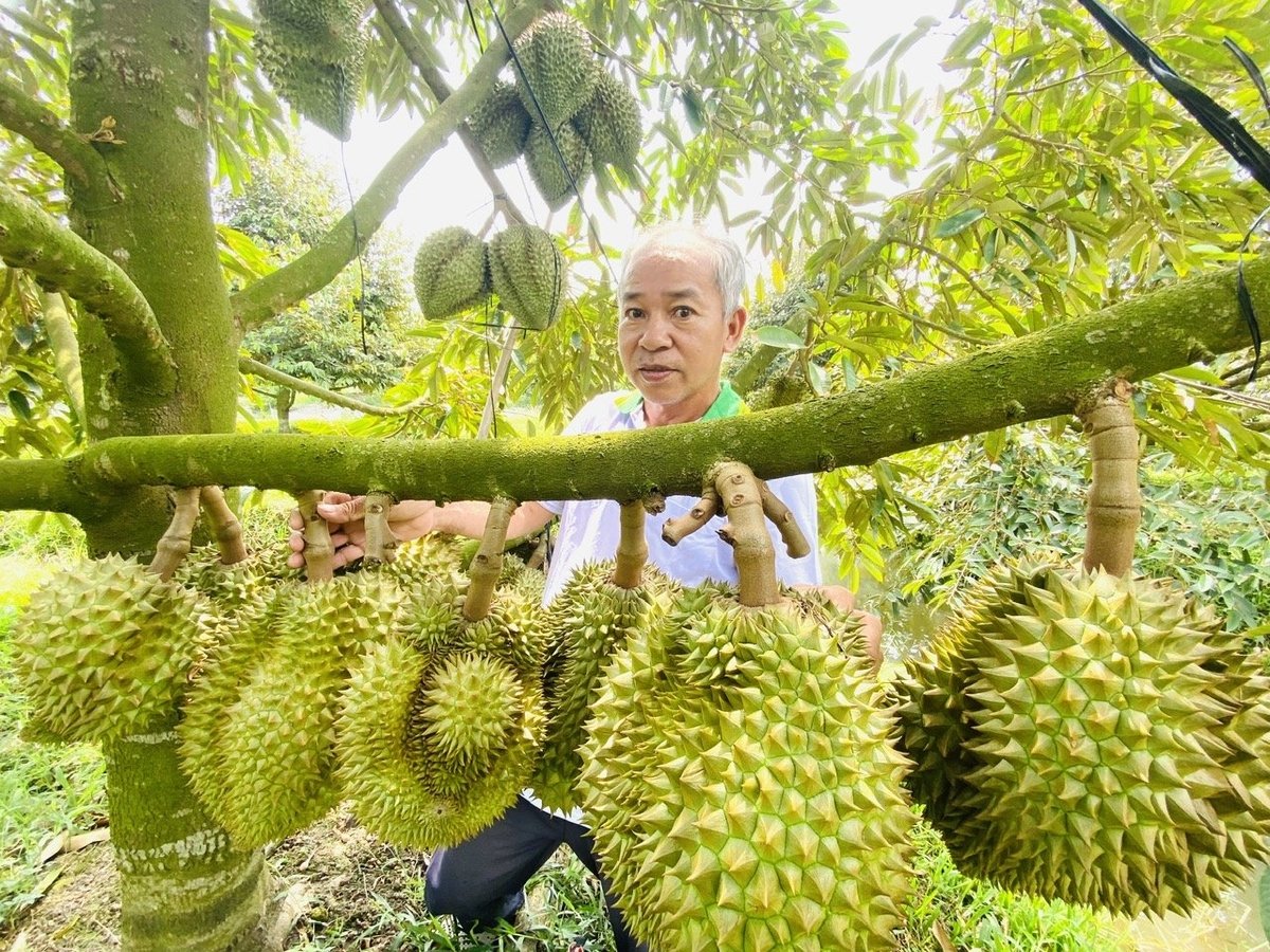 Thêm 829 mã vùng trồng, 131 mã đóng gói sầu riêng được Trung Quốc chấp thuận