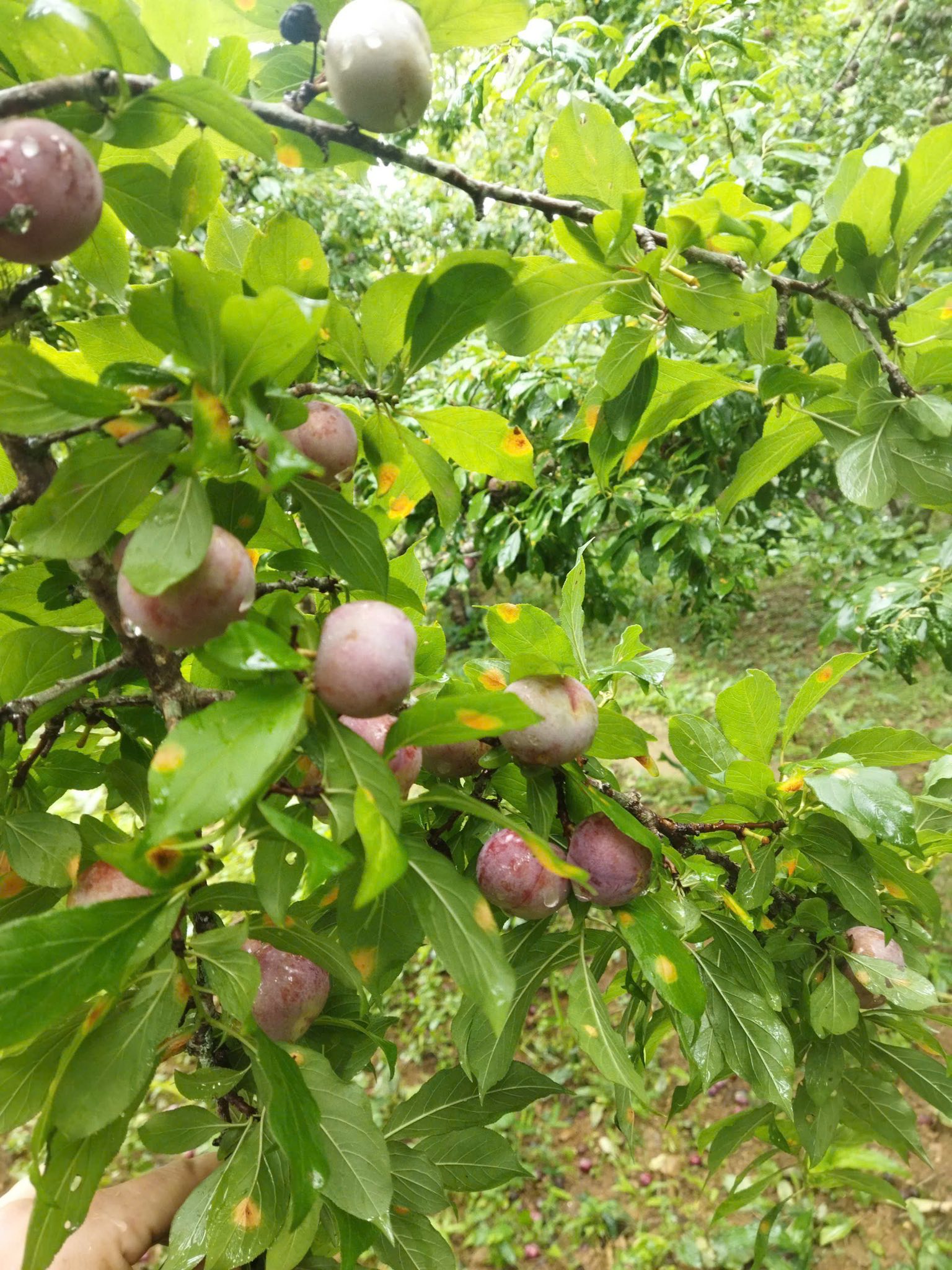 Mô hình Ứng dụng phân bón giải pháp xanh của Công ty Lâm Thao trên Cây Mận – Tả van tại tỉnh Lao Cai!