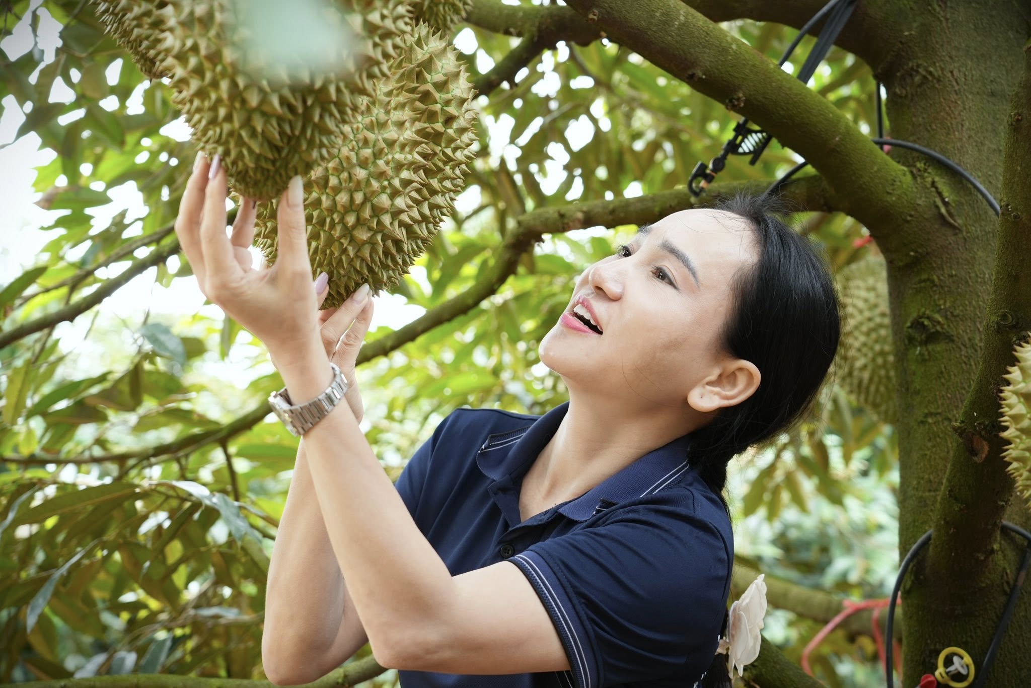 Trung tâm Khảo kiểm nghiệm phân bón Quốc gia thực hiện mô hình trình diễn phân bón Lâm Thao