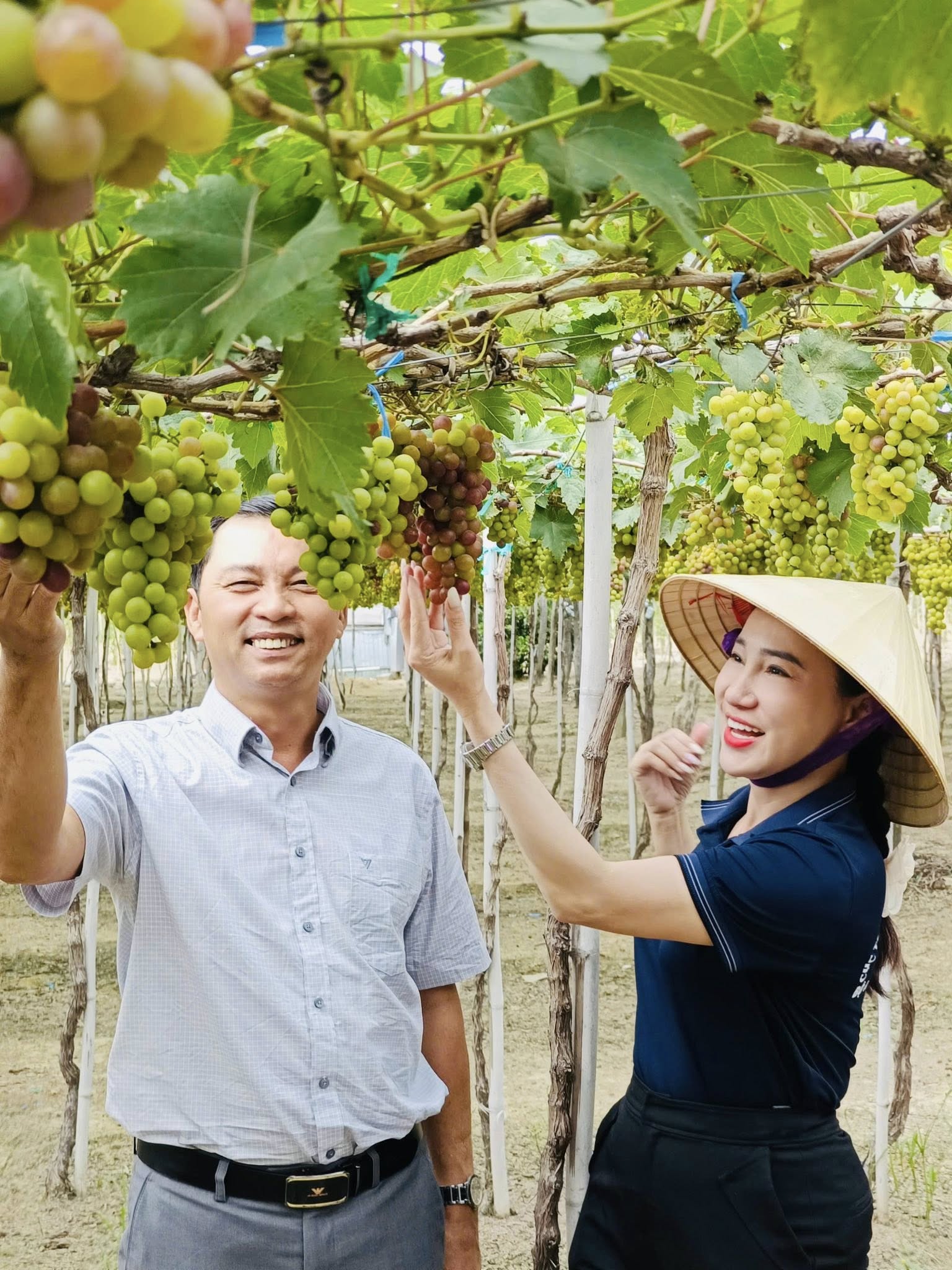 Trung tâm Khảo kiểm nghiệm phân bón Quốc gia thực hiện khảo nghiệm phân bón trên cây nho tại Ninh Thuận