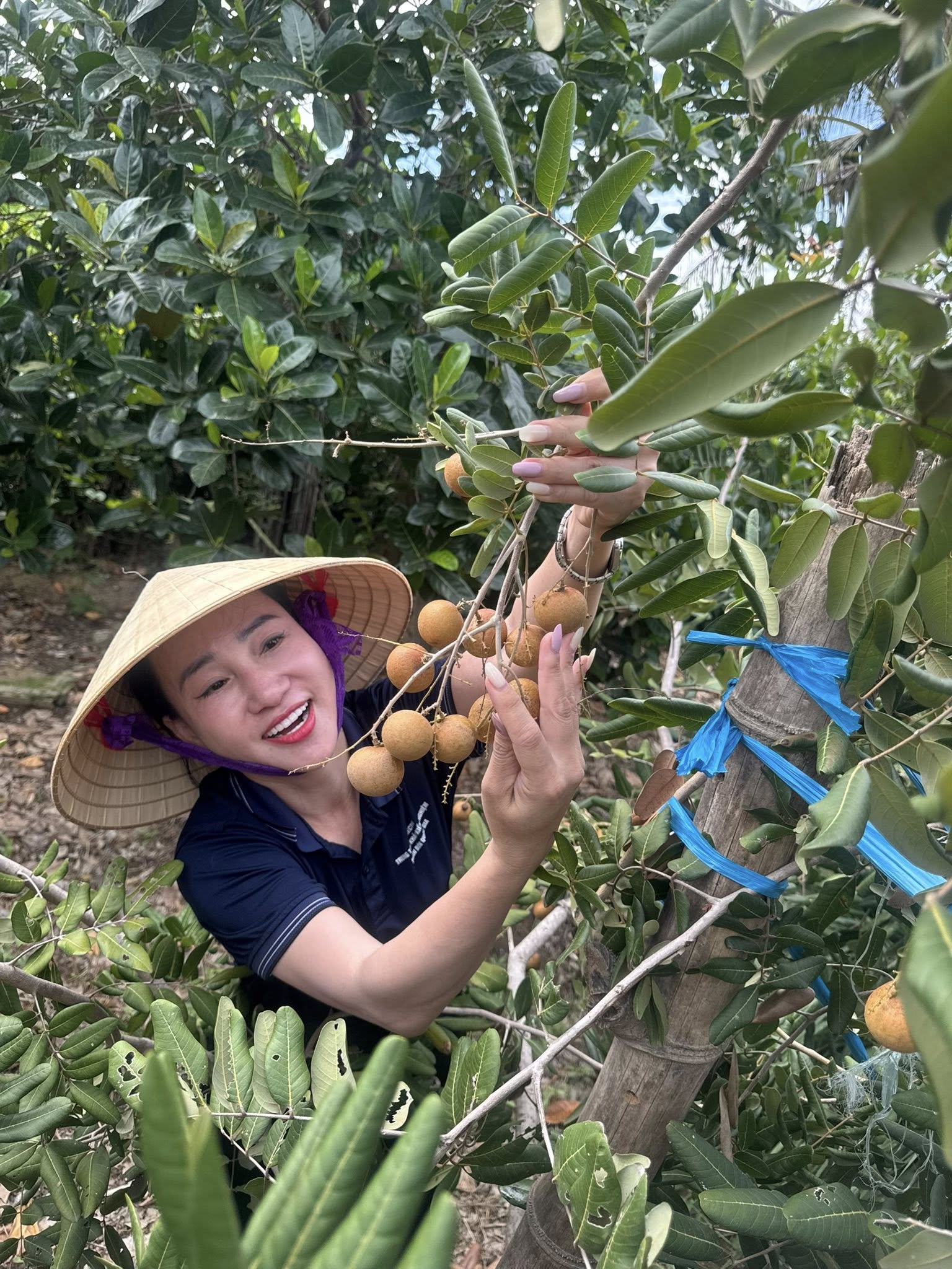 Trung tâm Khảo kiểm nghiệm phân bón Quốc gia thực hiện khảo nghiệm phân bón trên cây nhãn đỏ tại Ninh Thuận