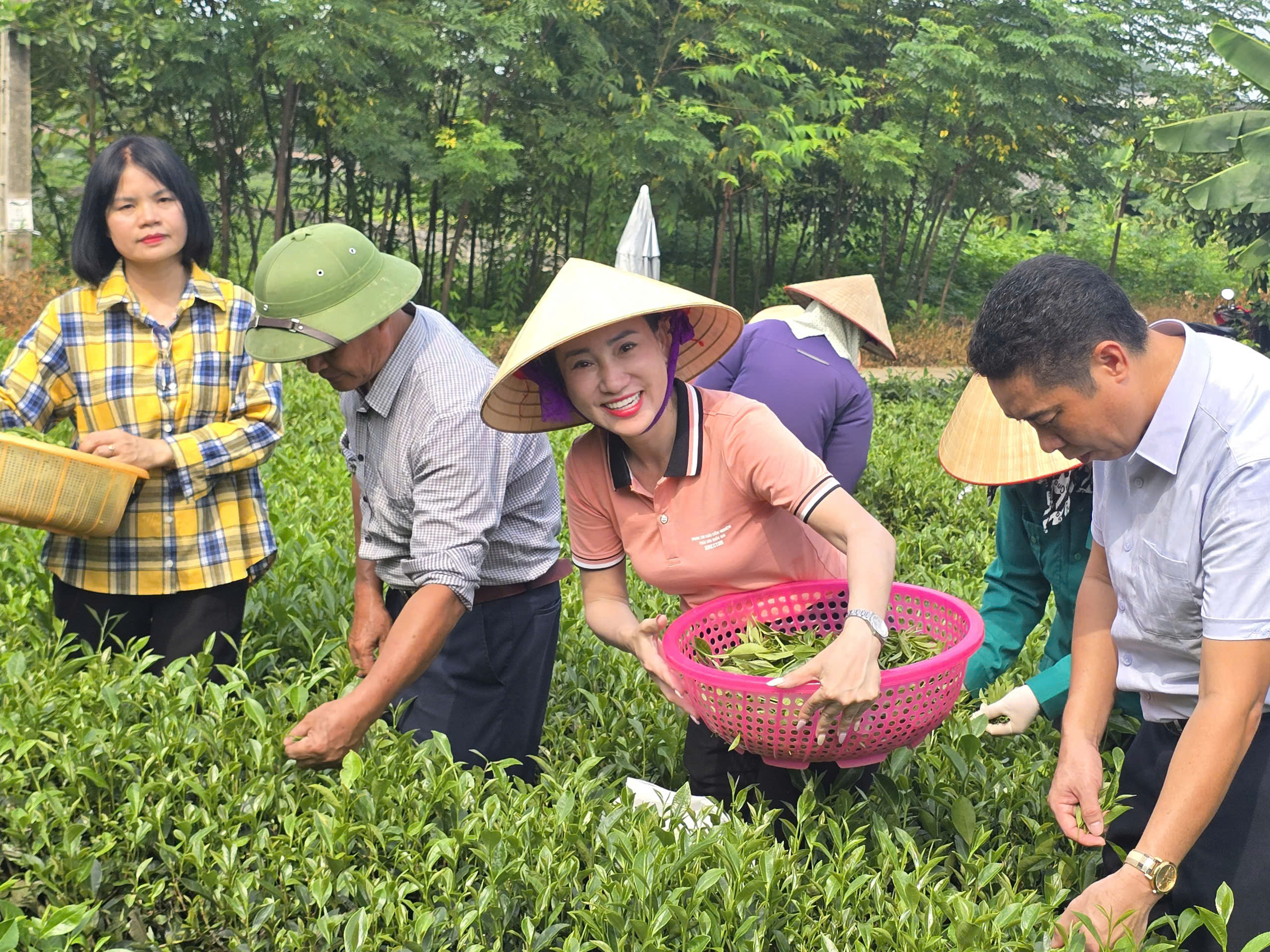 Trung tâm Khảo kiểm nghiệm phân bón Quốc gia thực hiện mô hình khảo nghiệm phân bón trên cây Chè tại Thái Nguyên