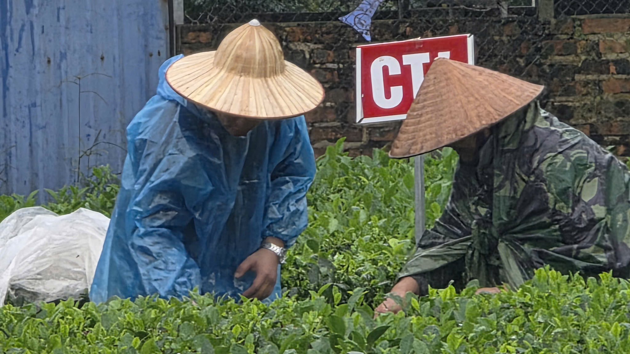 Trung tâm Khảo kiểm nghiệm phân bón Quốc gia triển khai thực hiện công tác Khảo nghiệm phân bón và các mô hình trình diễn phân bón trên cây chè tại Thái Nguyên