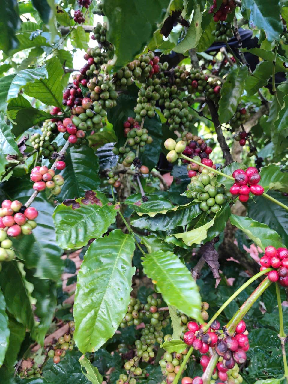 Trung tâm Khảo kiểm nghiệm phân bón Quốc gia thực hiện Mô hình chuỗi giá trị cà phê xanh – sạch – hữu cơ!