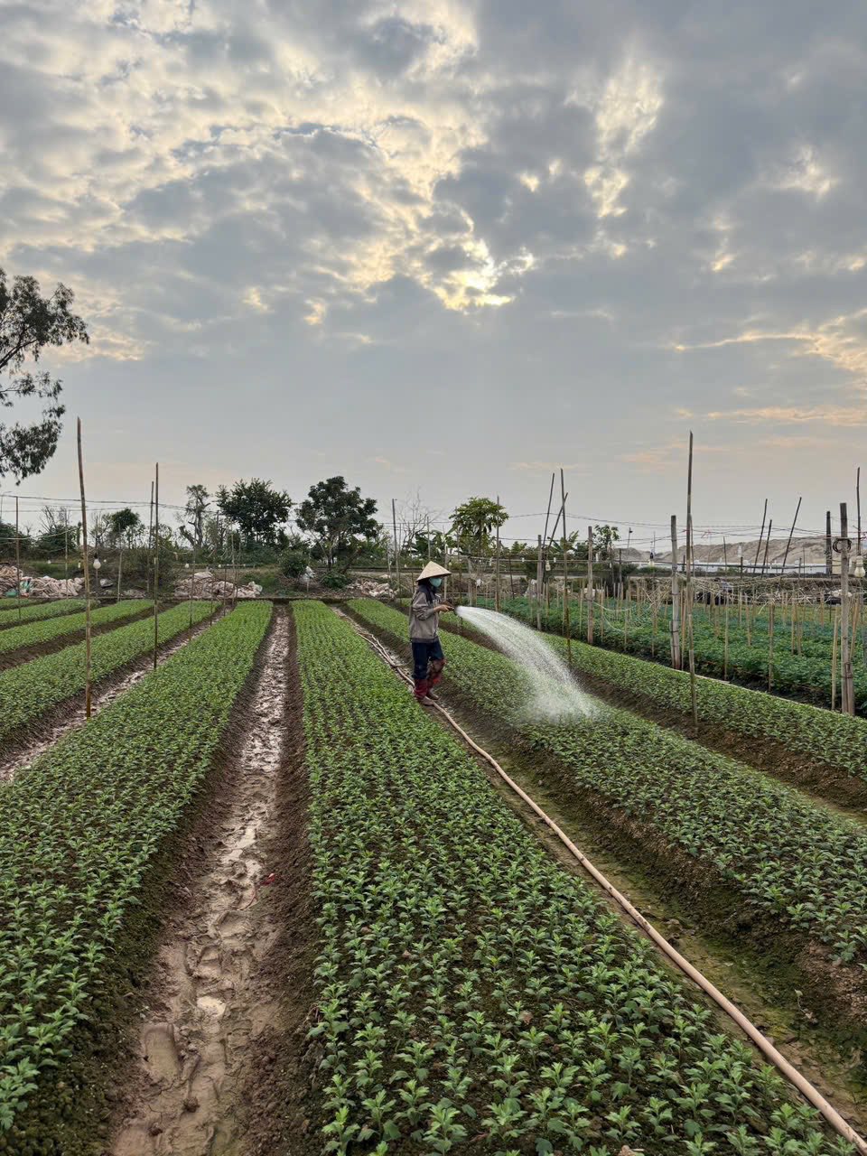 Trung tâm Khảo kiểm nghiệm phân bón Quốc gia thực hiện công tác Khảo nghiệm phân bón trên cây hoa Ly